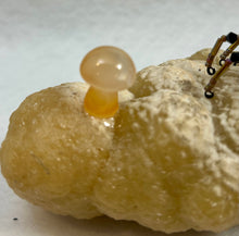 Load image into Gallery viewer, Calcite Display with Black Lava Spiderling