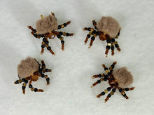 Load image into Gallery viewer, Hand Made Brown Warm Fuzzy Jumping Spider
