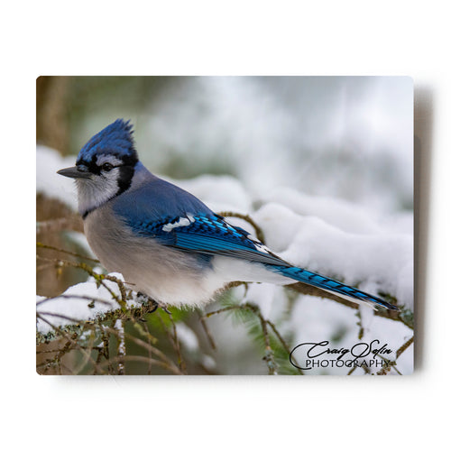 Blue Jay In Snow 8 X 10 Photographic Metal Print