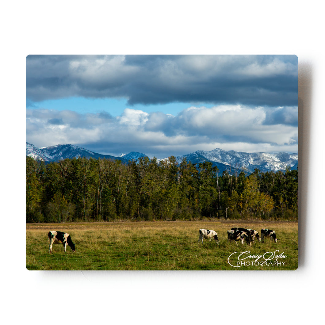 Cows in Creston Montana 8 X 10 Metal Print