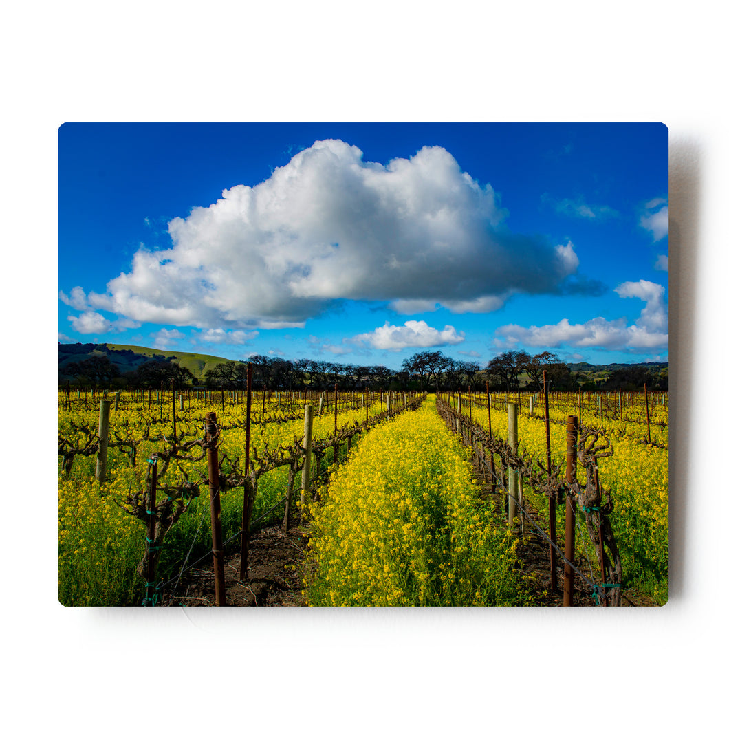 8 X 10 Photographic Metal Print Spring Mustard Fields in Napa Valley