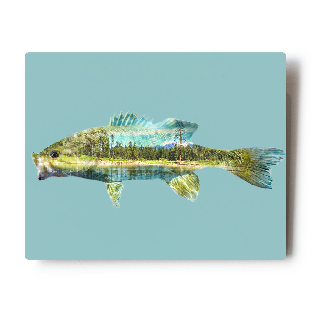 Smallmouth Bass Double Exposure 8X10 Metal Print