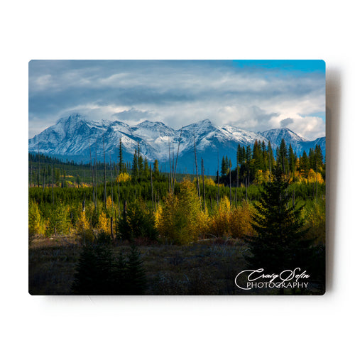 Fall Colors Along  Camas Road  In Glacier National Park 8 X 10 Metal Print