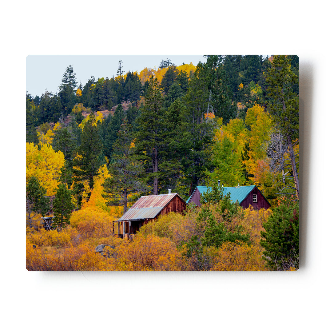8 X 10 Photographic Metal Print Fall Colors in the Sierra Mountains