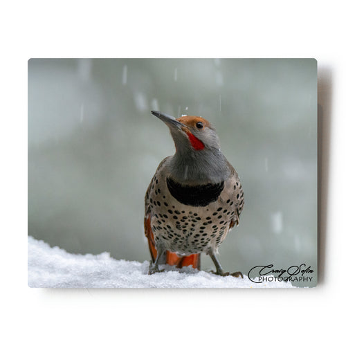Northern Flicker In Snowfall 8 X 10 Photographic Metal Print