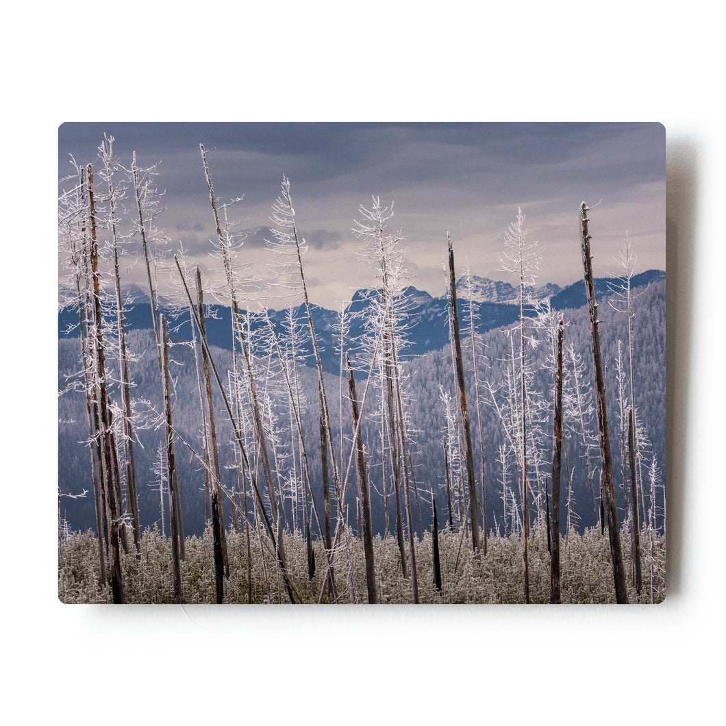 Hoarfrost Glacier National Park  8X10 Metal Print