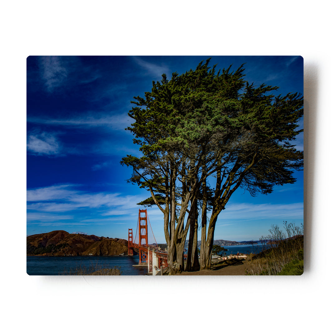 8 X 10 Photographic Metal Print Golden Gate Cypress