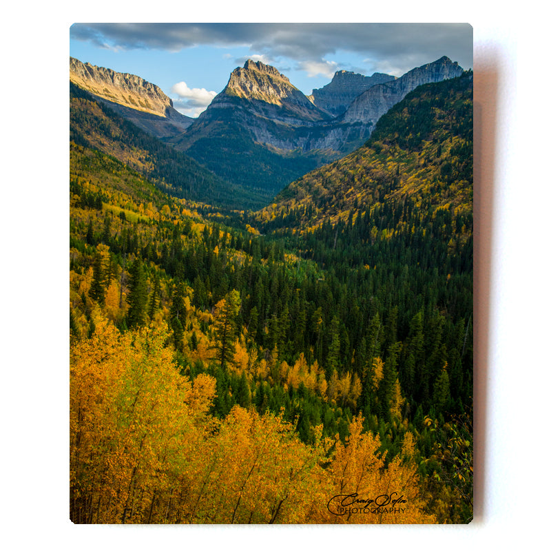 Fall Colors Going to the Sun Road   8X10 Metal Print