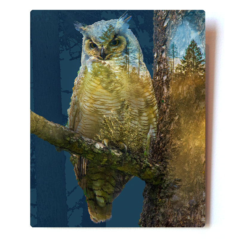 8X10 Double Exposure Great Horned Owl 8X10 Metal Print