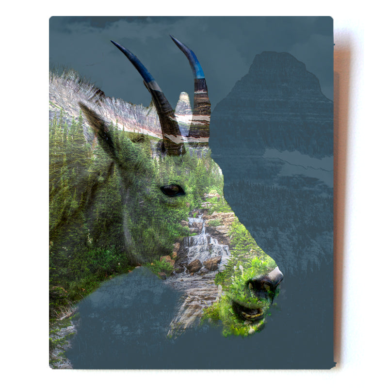 Mountain Goat Triple Exposure 8X10 Metal Print