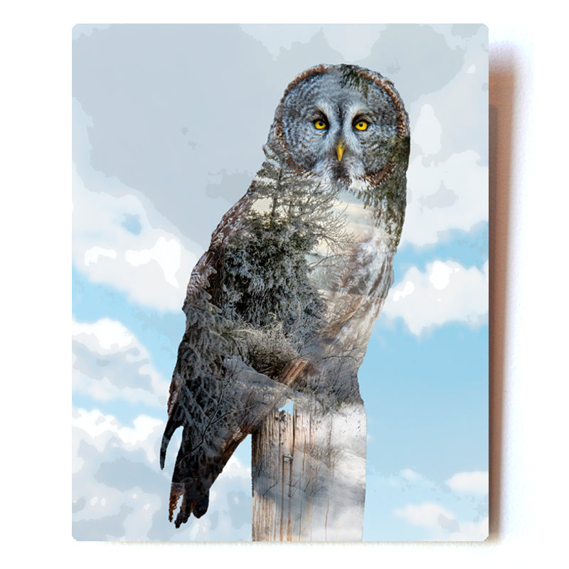 Great Gray Owl Double exposure 8X10 metal Print