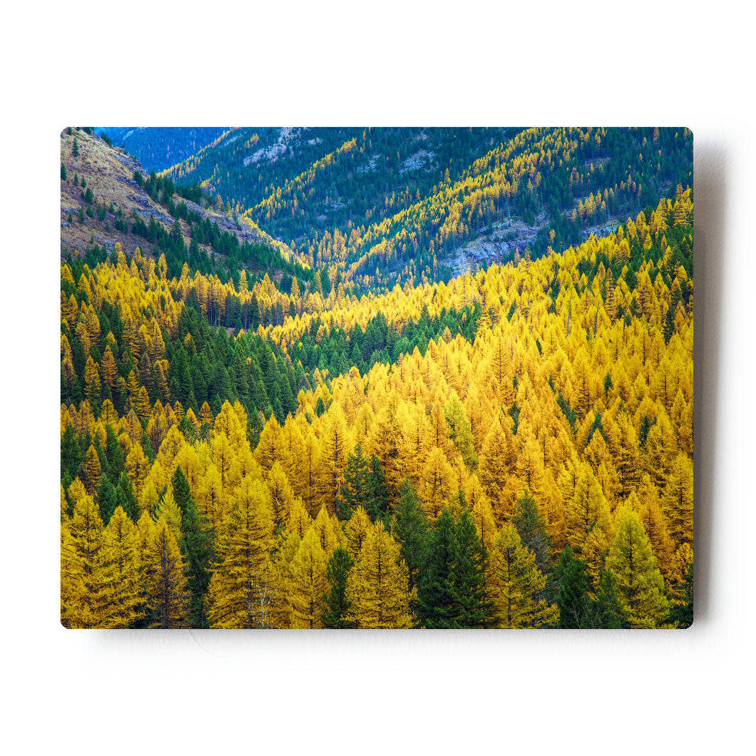 8x10 Photographic Metal Print Fall Colors in Essex Montana