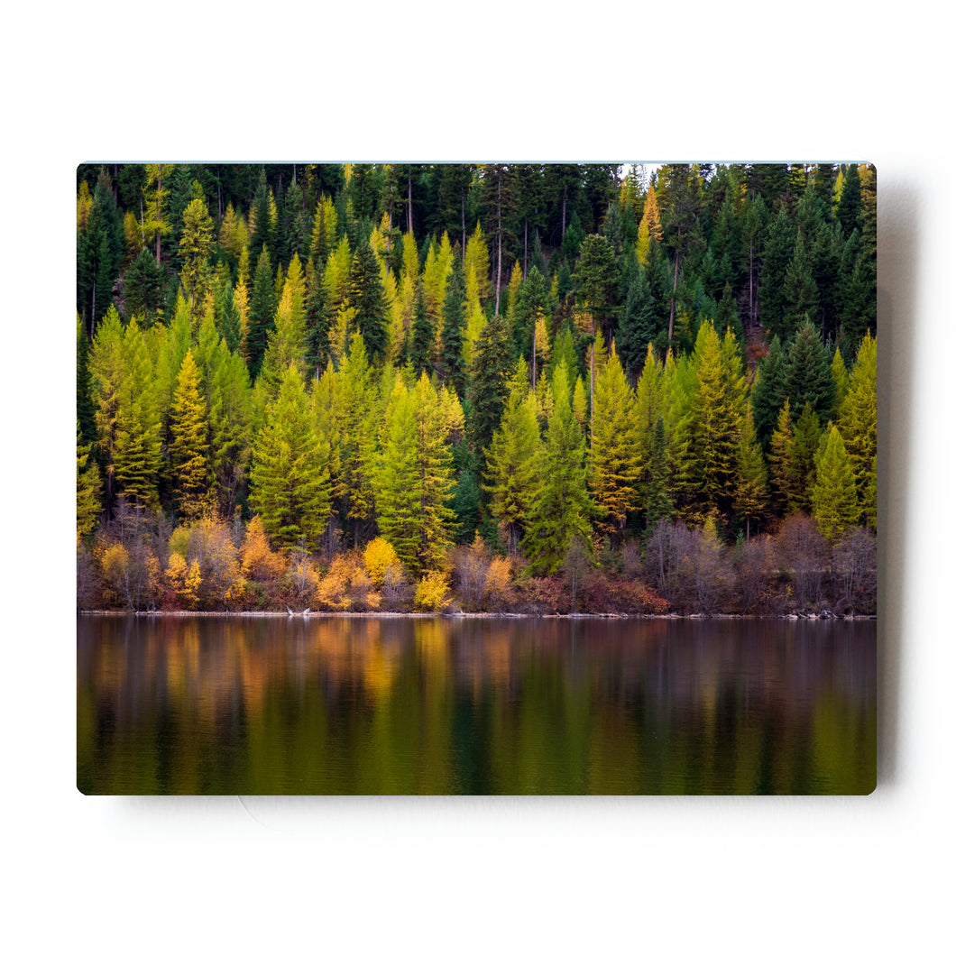 8X10 Photographic Metal Print Fall Larch Reflections in Western Montana
