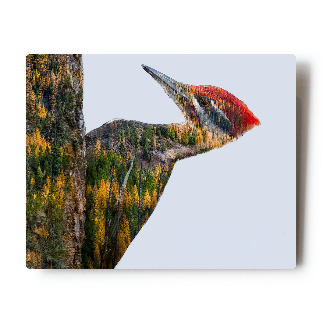 Pileated Woodpecker Double Exposure 8X10 Metal Print