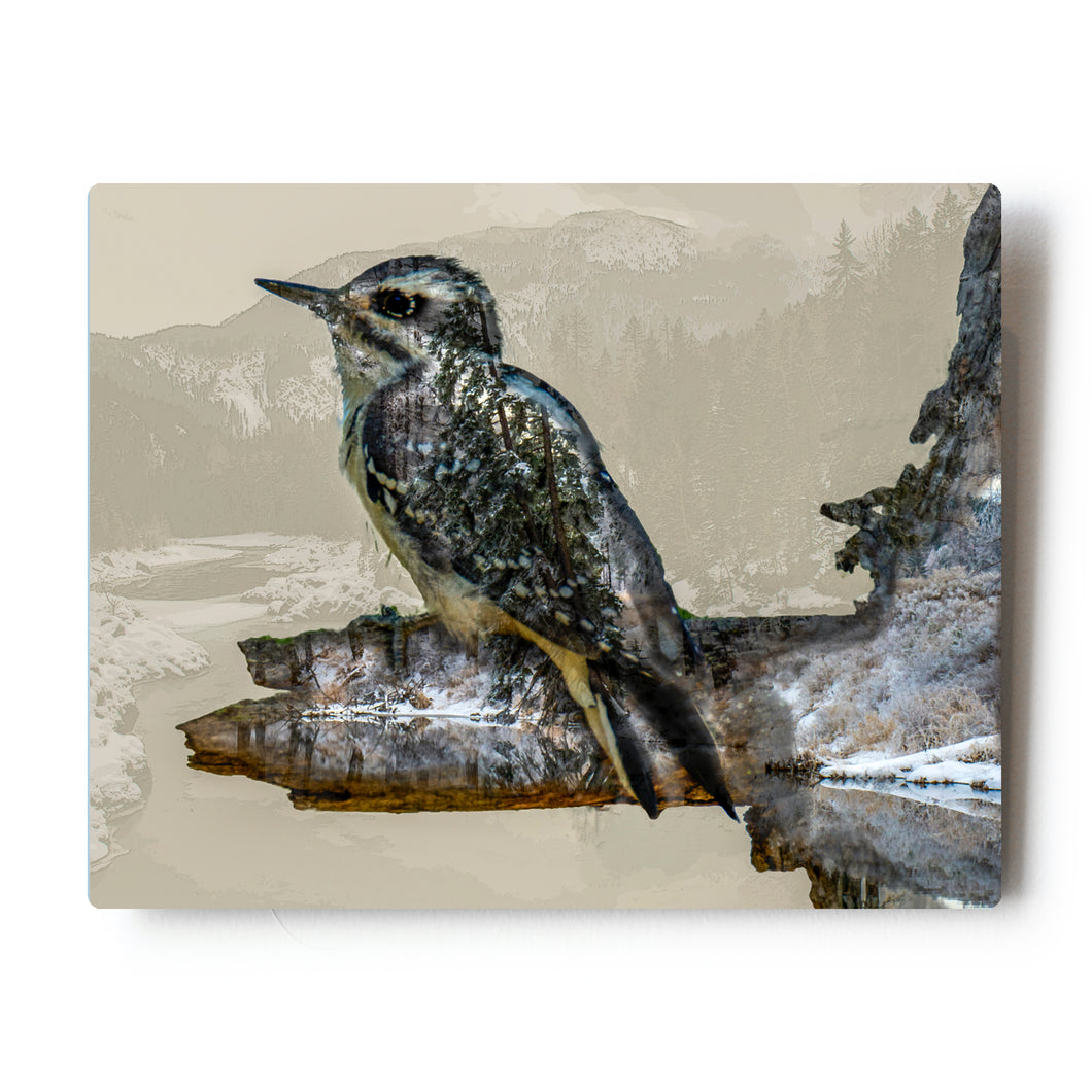 Spotted Woodpecker Triple Exposure 8X10 Metal Print