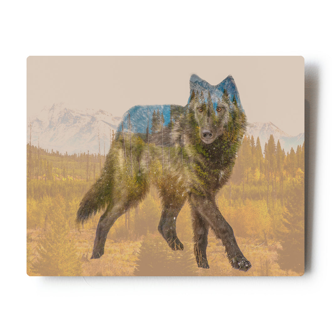 Wolf Triple Exposure 8X10 Metal Print