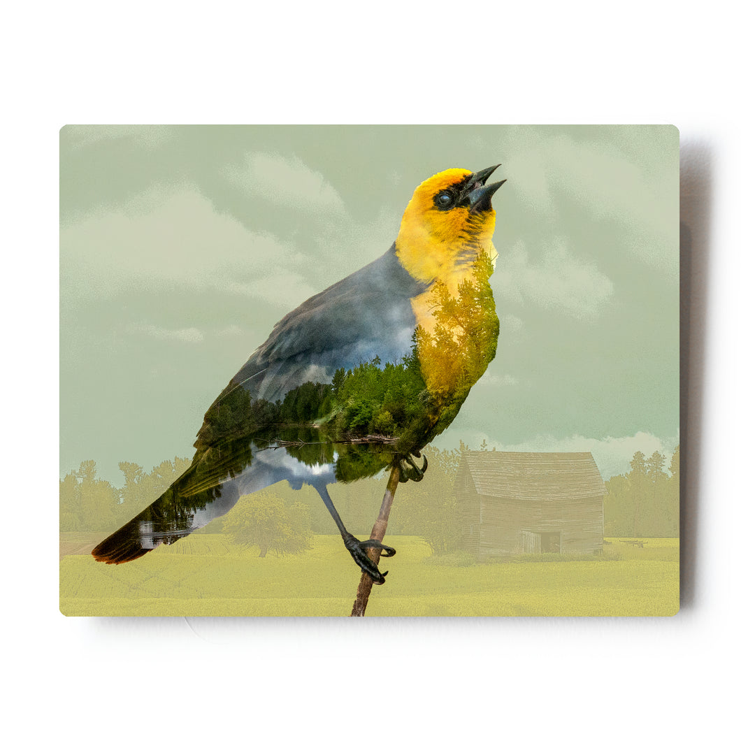 Yellow Headed Blackbird and Farm Triple Exposure 8 X 10 Metal Print